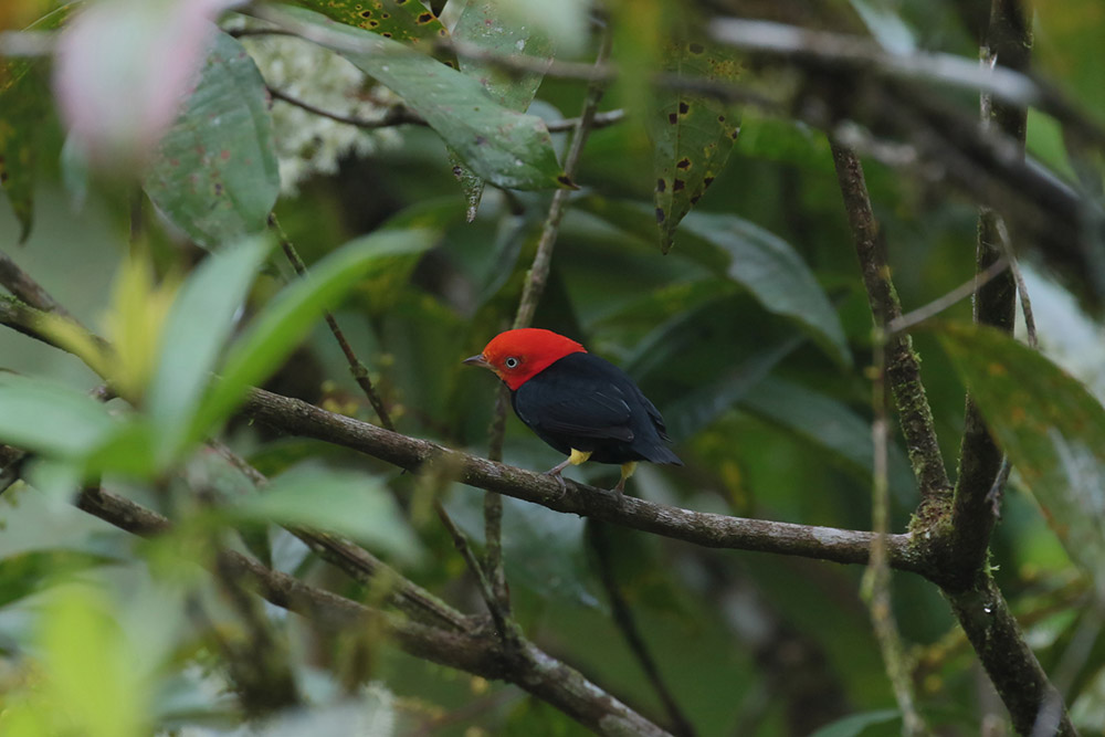 Red-capped Manakin